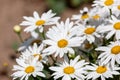 White flowers Leucanthemum vulgare Lam., ox-eye daisy, oxeye daisy in the meadow Royalty Free Stock Photo