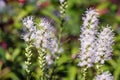 White flowers Liatris spicata in the garden. Royalty Free Stock Photo