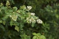 White flowers of Ligustrum vulgare shrub