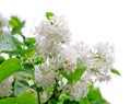 White flowers of lilac