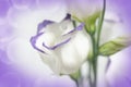 White flowers on lilac background
