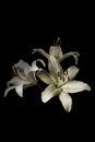 White flowers lilies with dew drops Royalty Free Stock Photo