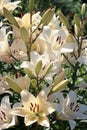 white flowers lilies growing in the flower bed