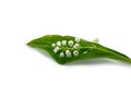 White flowers lilies of the valley isolated Royalty Free Stock Photo