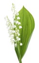 White flowers lilies of the valley isolated on white background