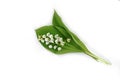 White flowers lilies of the valley isolated Royalty Free Stock Photo