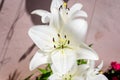 White flowers of Lilium or Lily plant in a British cottage style garden in a sunny summer day, beautiful outdoor floral background Royalty Free Stock Photo