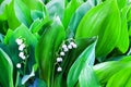 White flowers of lily of the valley on green leaves blurred background closeup, may lily flower macro, Convallaria majalis bloom Royalty Free Stock Photo