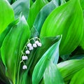 White flowers of lily of the valley on green leaves blurred background closeup, may lily flower macro, Convallaria majalis bloom Royalty Free Stock Photo