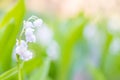 White flowers lily of the valley Royalty Free Stock Photo