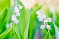 White flowers lily of the valley Royalty Free Stock Photo