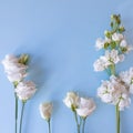 White flowers line on blue table background. Free space for your cosmetic or products. Lifestyle, copy space and flatlay. Square