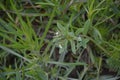 White flower of Field gromwell or corn gromwell, Lithospermum arvense Royalty Free Stock Photo
