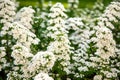 White flowers of Lobularia Royalty Free Stock Photo