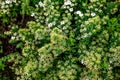 White flowers of Lobularia Royalty Free Stock Photo