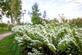 White flowers of Lobularia Royalty Free Stock Photo