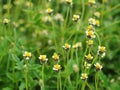 White flowers look similar to wild daisy grass flowers under summer sunlight selective focus in green grass field authentic o Royalty Free Stock Photo