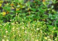 White flowers look similar to wild daisy grass flowers under summer sunlight selective focus in green grass field blur authentic o Royalty Free Stock Photo