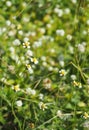 White flowers look similar to wild daisy grass flowers under summer sunlight