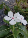 White flowers look so simple and easy on the eyes.