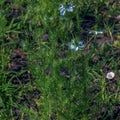 White flowers love-in-a-mist, or devil in the bush flower or Nigella damascena L in the Dnieper Botanical Garden in Ukraine Royalty Free Stock Photo