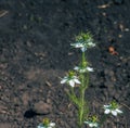 White flowers love-in-a-mist, or devil in the bush flower or Nigella damascena L in the Dnieper Botanical Garden in Ukraine Royalty Free Stock Photo