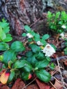 White flowers and lush foliage of a cowberry, lingonberry plant.