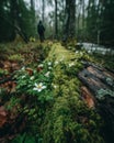 White Flowers and Lush Green Moss on Fallen Log in Forest Royalty Free Stock Photo