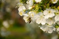 White flowers in macro. Flowering trees. Bee on a white flower.