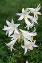 White flowers of Madonna Lily (Lilium candidum)