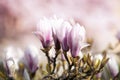 White flowers Magnolia Royalty Free Stock Photo