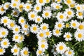 White flowers marguerite daisy in a group cluster