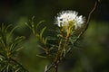White flowers of Marsh Labrador Tea blooming in the forest Royalty Free Stock Photo