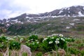 White flowers Marsh Marigold and snow capped mountains. Royalty Free Stock Photo