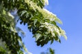 White flowers of Mayday tree on a sunny day