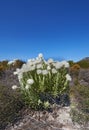 White flowers in a meadow on a blue sky with copy space. Bunch of indigenous Fynbos flowers in Table Mountain National Royalty Free Stock Photo