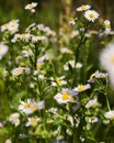 White flowers