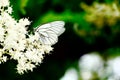 Hundred flowers met the dancing white butterfly.