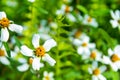 White flowers in the middle of green leaves Royalty Free Stock Photo