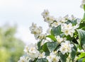 White flowers of Mock orange shrub Royalty Free Stock Photo