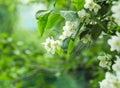 White flowers of Mock orange shrub Royalty Free Stock Photo