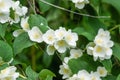 White flowers of Mock orange shrub Royalty Free Stock Photo