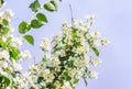 White flowers of Mock orange shrub Royalty Free Stock Photo