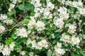 White flowers of Mock orange shrub Royalty Free Stock Photo