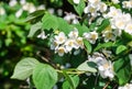 White flowers of Mock orange shrub Royalty Free Stock Photo