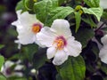 White flowers on a mock orange shrub Royalty Free Stock Photo