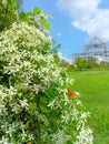 White flowers with monarch orange butterfly Royalty Free Stock Photo