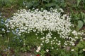 White flowers Mossy saxifrage Saxifraga arendsii Alba plant