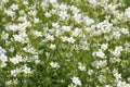 White flowers Mossy saxifrage Saxifraga arendsii Alba plant Royalty Free Stock Photo