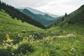 White flowers on a mountain green meadow. Mountain evening landscape, Butakovskoe gorge Almaty, Kazakhstan, Zailiysky Alatau Range